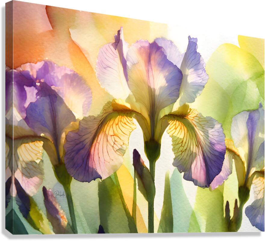 The Beautiful Iris Canvas Print