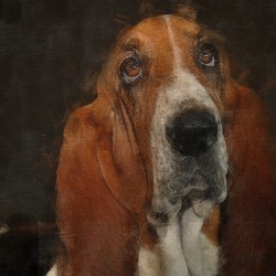 Basset Hound Portrait