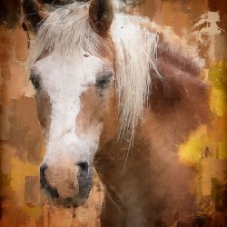 Beautiful Palomino Horse