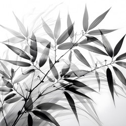 Black and White Bamboo