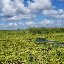 Blue Cypress Lake II