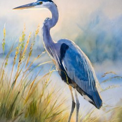 Blue Heron Beachside