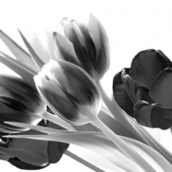 Breezy Blooming Tulips