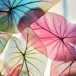 Caladium Colors II