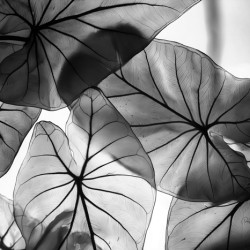 Caladium Leaves in Black and White