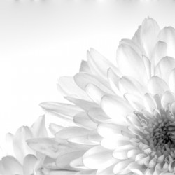 Chrysanthemum in Black & White