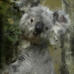 Climbing Koala