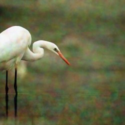 Egret