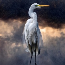 Egret Standing Tall