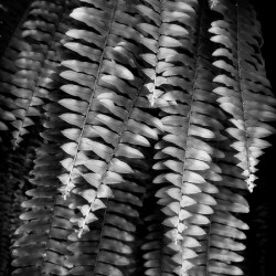 Fern Fronds