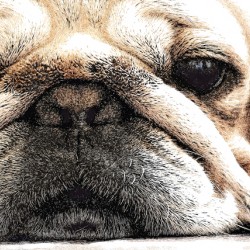 Fig The Miniature French Bulldog