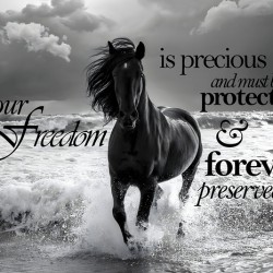 Freedom Horse