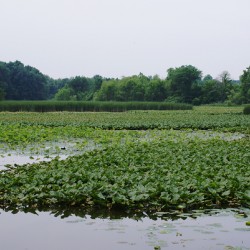 Natural Elevations of Nature at Sheldon Marsh