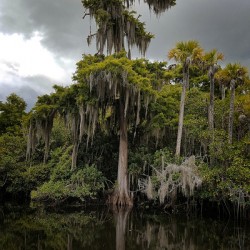 Osprey Nest on the Loxahatchee