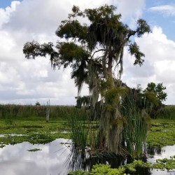 Perfect Osprey Nest