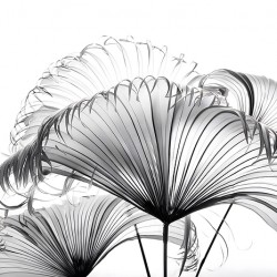 Ribbon Fan Palm Leaves