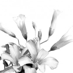 Shamrock Plant Blooms