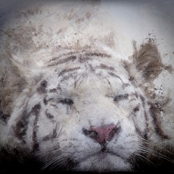 Sleepy White Tiger