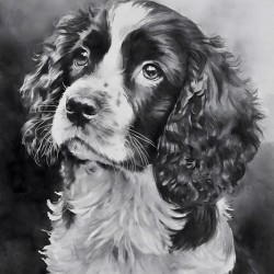 Springer Spaniel Puppy