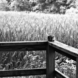 Squirrely Perspective