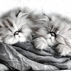 Sweet Dreams Kittens