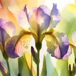 The Beautiful Iris