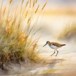 The Sandpiper Shoreline