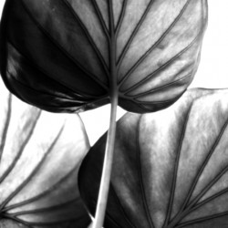 Tree of Life Leaf Art