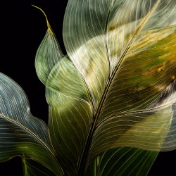 Tropical Leaves on Black