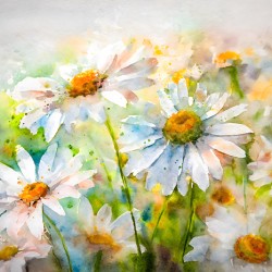Watercolor Daisies