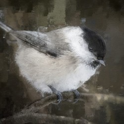 Willow Tit Bird