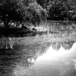Willow Water Reflections