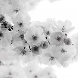 Delicate Cherry Blossoms