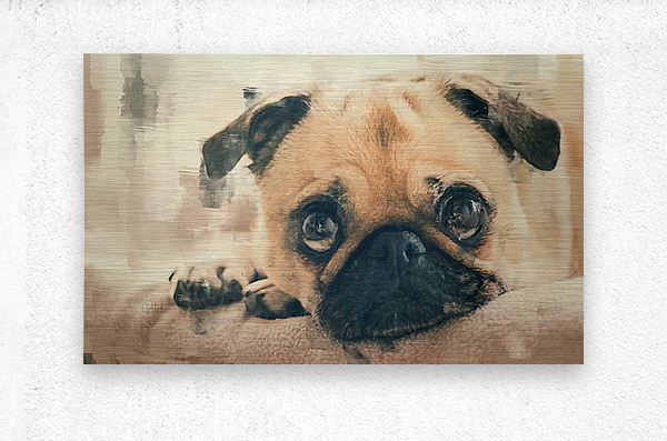 Pug Puppy Portrait  Metal print