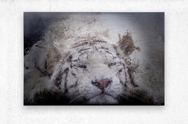 Sleepy White Tiger  Metal print