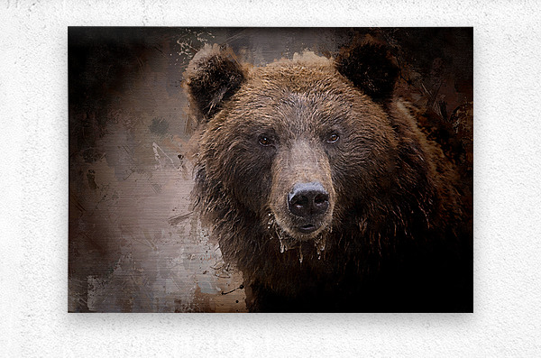 North American Brown Bear  Metal print