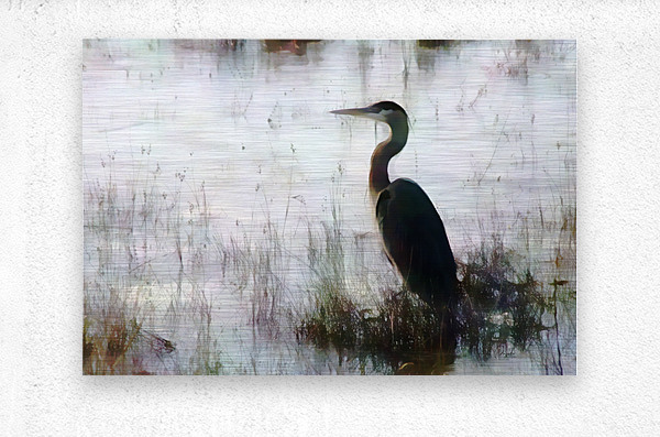 Great Blue Heron In The Shallows  Metal print