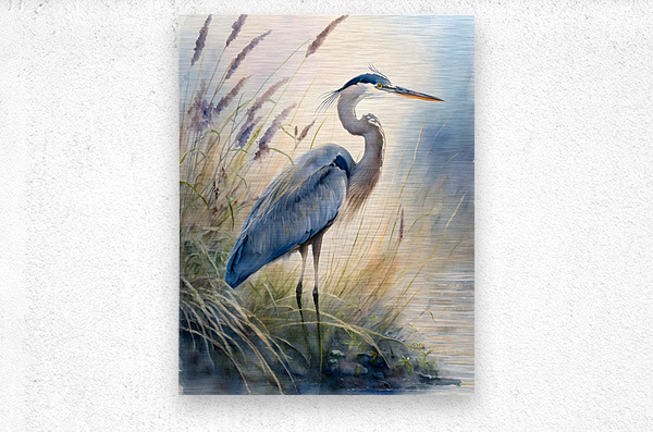 Blue Heron In The Seagrasses  Metal print