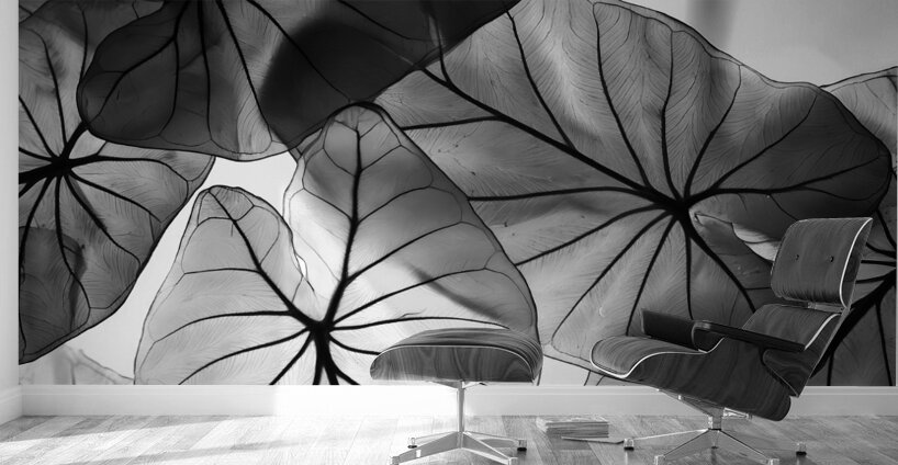 Caladium Leaves in Black and White Wall Murals