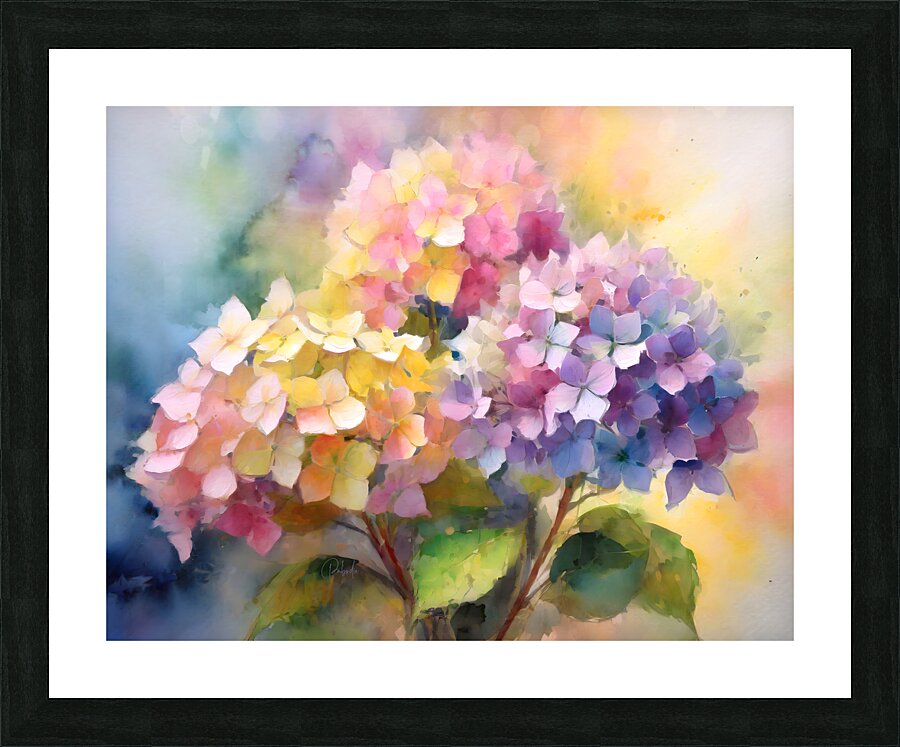 Hydrangea Blooms Picture Frame print