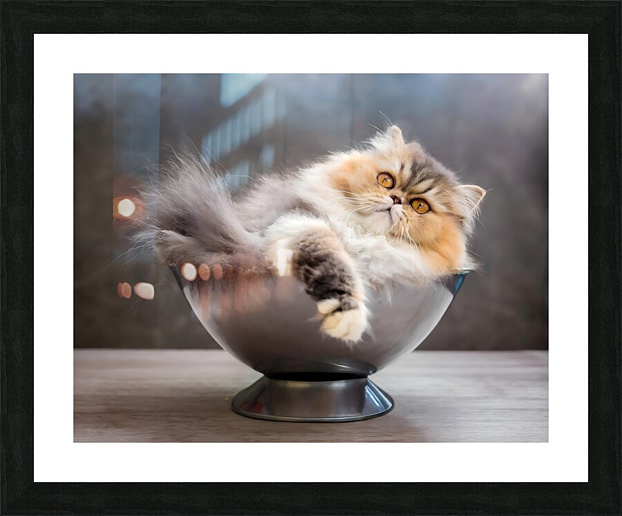 Just Getting Comfy Picture Frame print