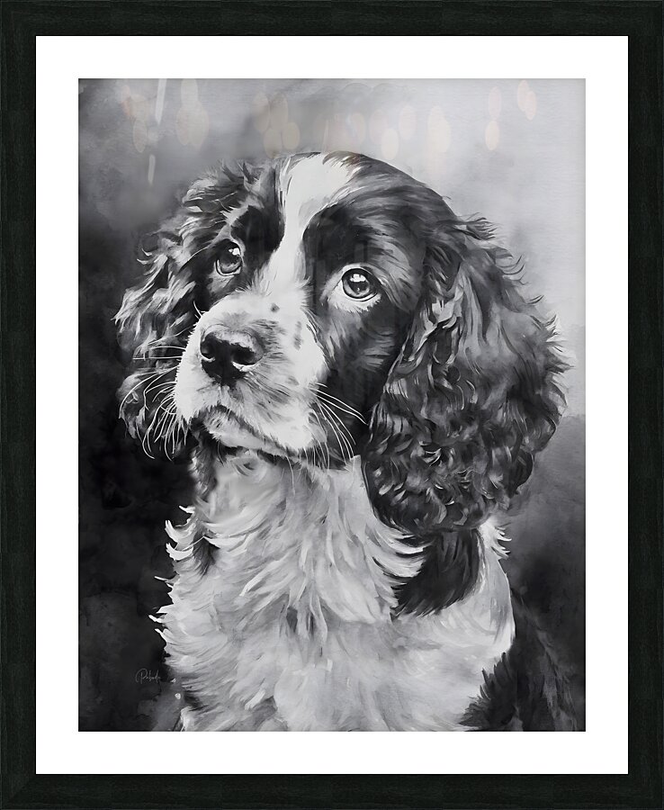 Springer Spaniel Puppy Picture Frame print