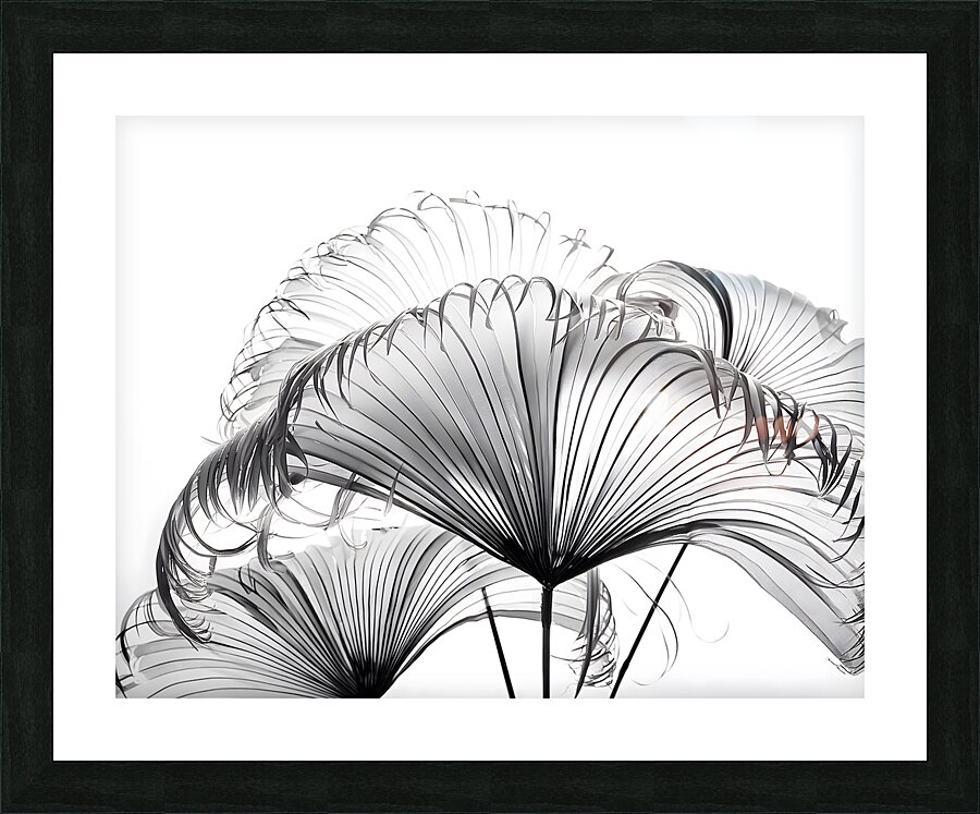 Ribbon Fan Palm Leaves Picture Frame print
