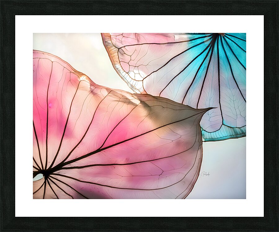 Caladium Colors III Picture Frame print