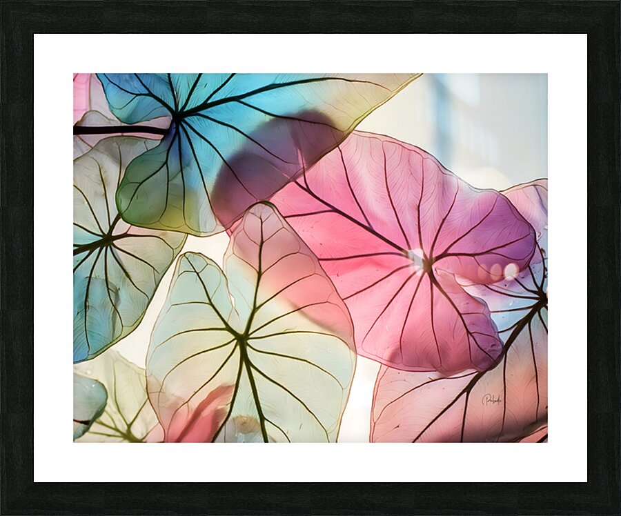 Caladium Colors II Picture Frame print
