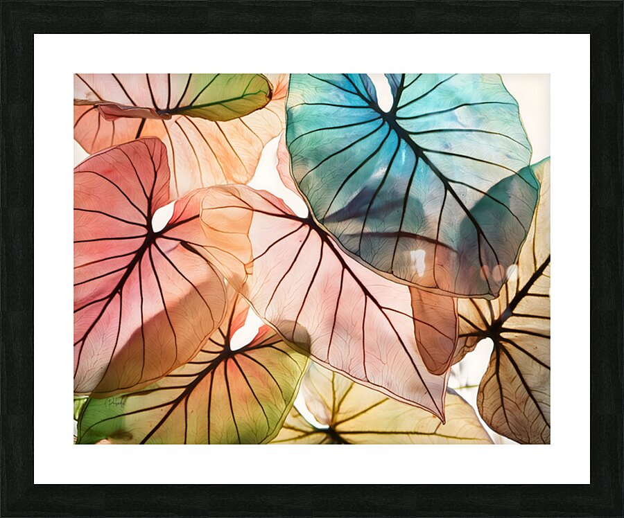 Caladium Colors I Picture Frame print