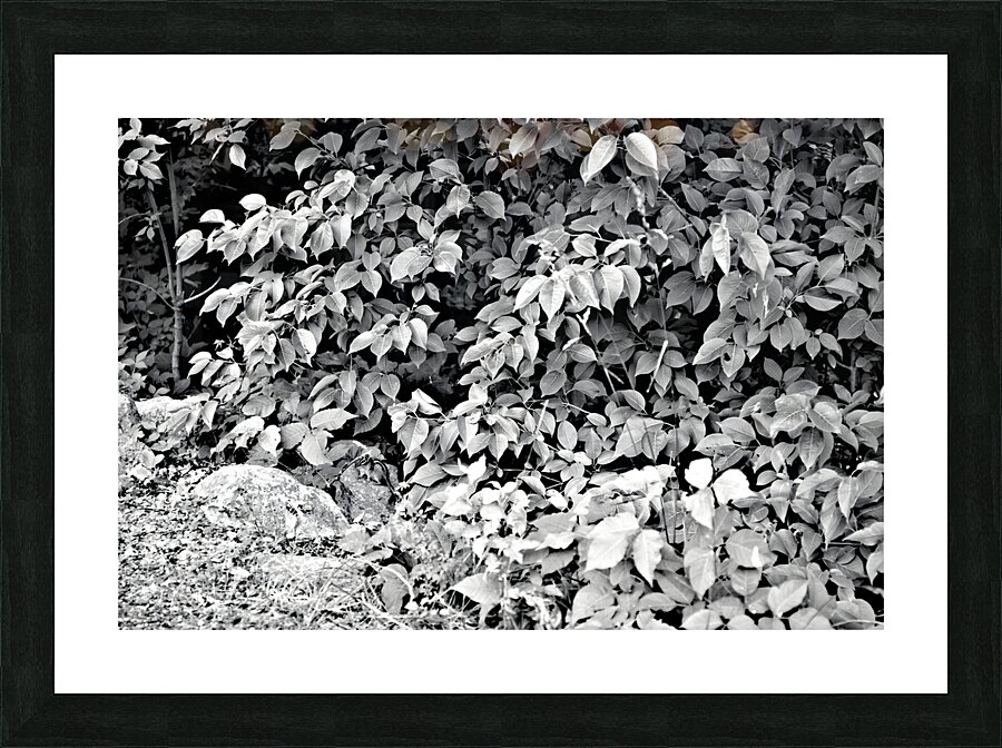 Find The Chippie Picture Frame print