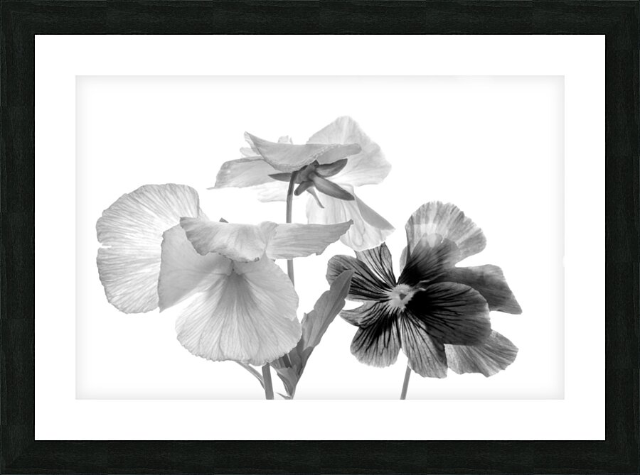 Spring Pansies in Black and White Picture Frame print