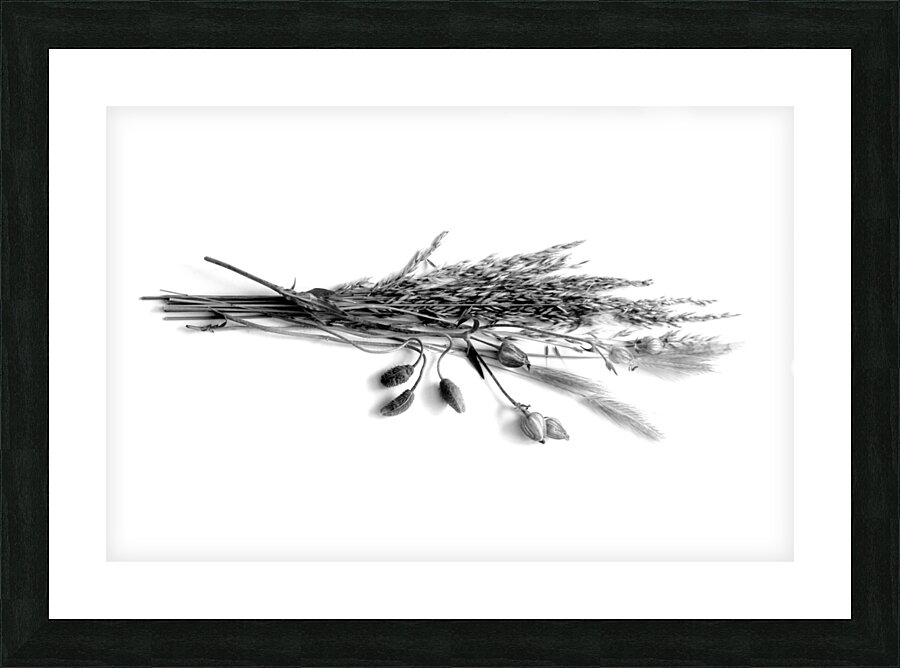 Dried Grasses and Flower Pods Picture Frame print
