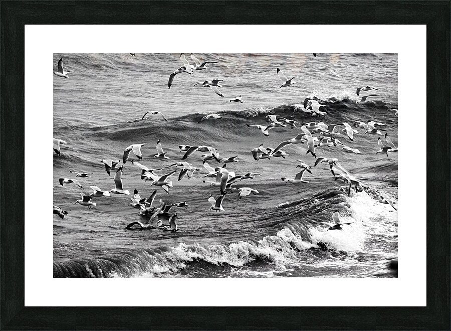 Morning Gulls Picture Frame print